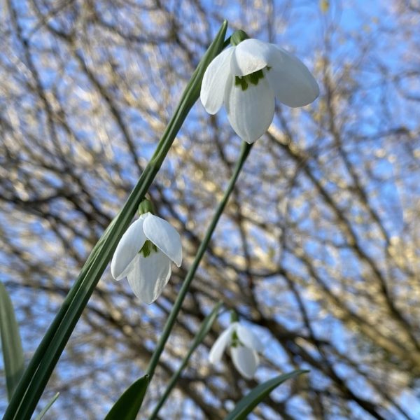 Galanthus elwesii 'Margaret's Star'