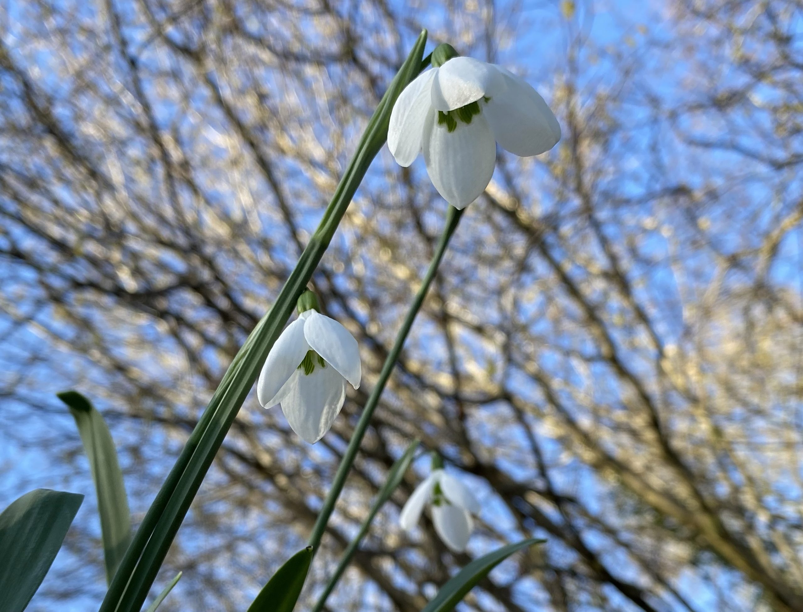 galanthus_elwesii_margarets_star2_morlas_plants