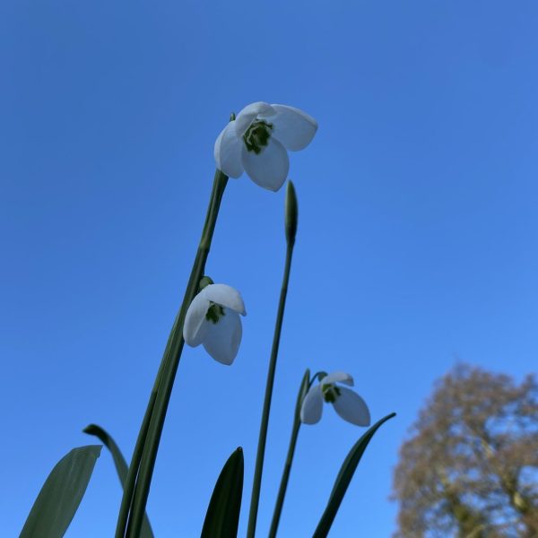 Galanthus elwesii 'Margaret's Star'