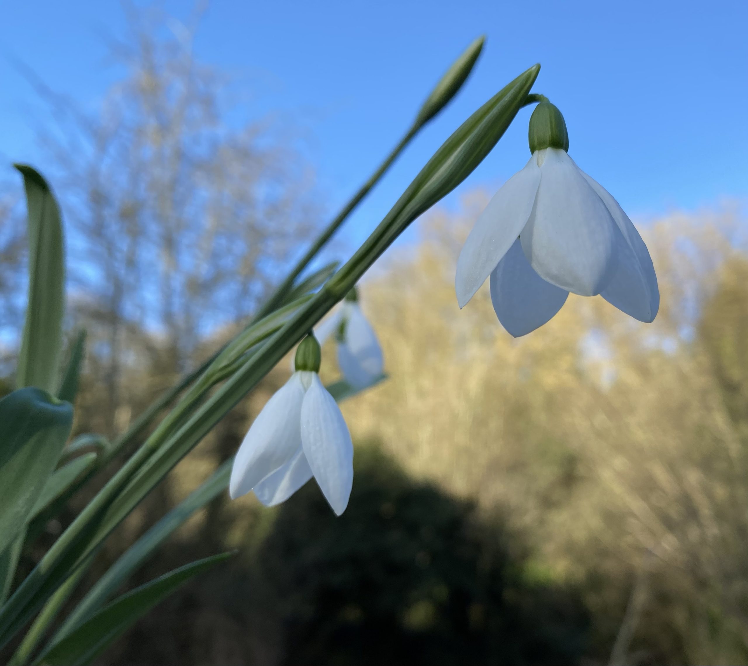 galanthus_elwesii_margarets_star3_morlas_plants