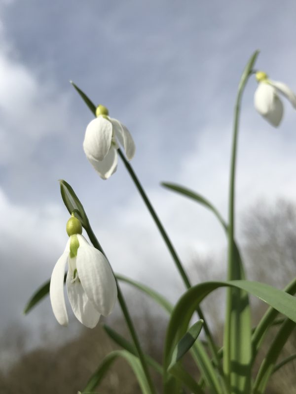 galanthus_twilight_morlas_plants