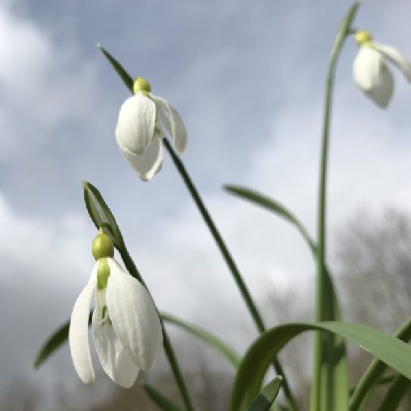 Galanthus 'Twilight'