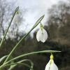 galanthus_twilight2_morlas_plants