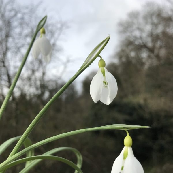 Galanthus 'Twilight'