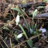 galanthus_nivalis_llo_n_green_morlas_plants