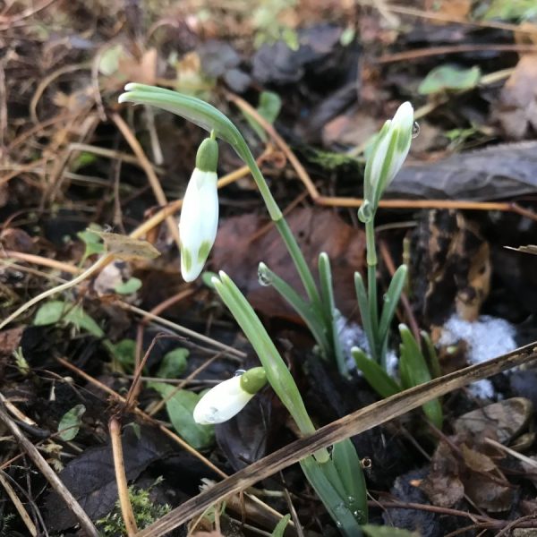 Galanthus nivalis 'Llo 'n' Green'