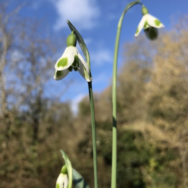 Galanthus 'Trym Ingram'