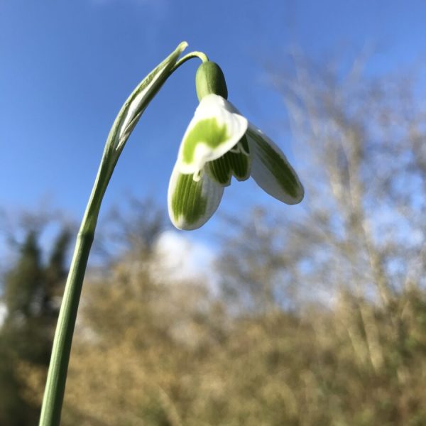 Galanthus 'Trym Ingram'