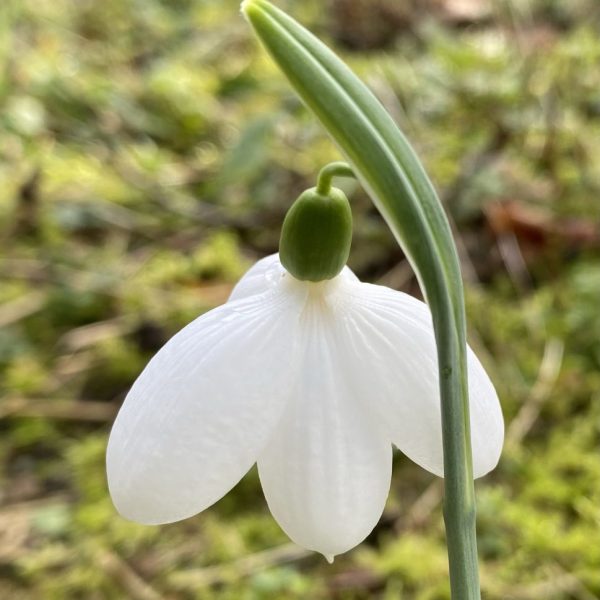 Galanthus plicatus 'E. A. Bowles'