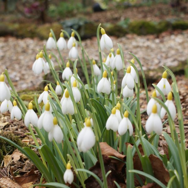 Galanthus 'Spindlestone Surprise' AGM