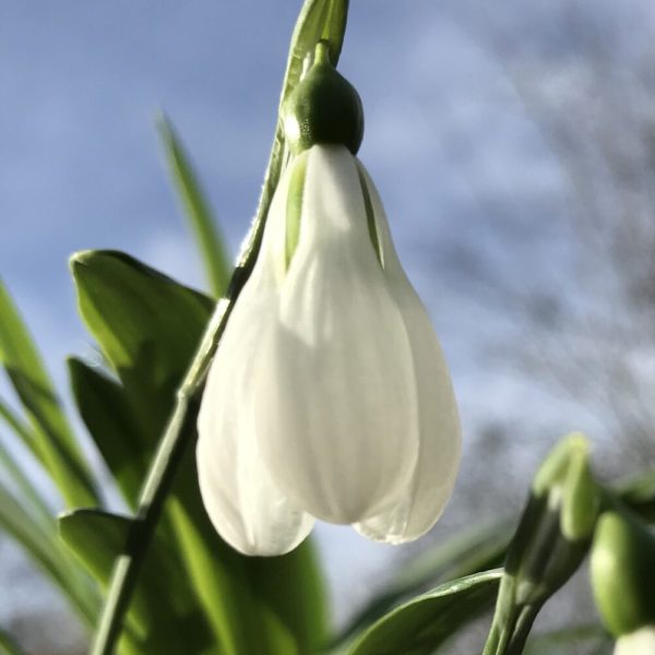 Galanthus plicatus 'Gold Edge'