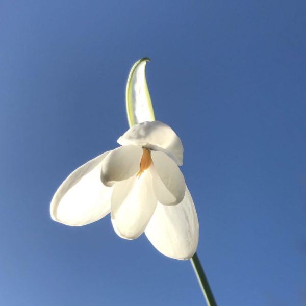 Galanthus elwesii 'White Perfection'