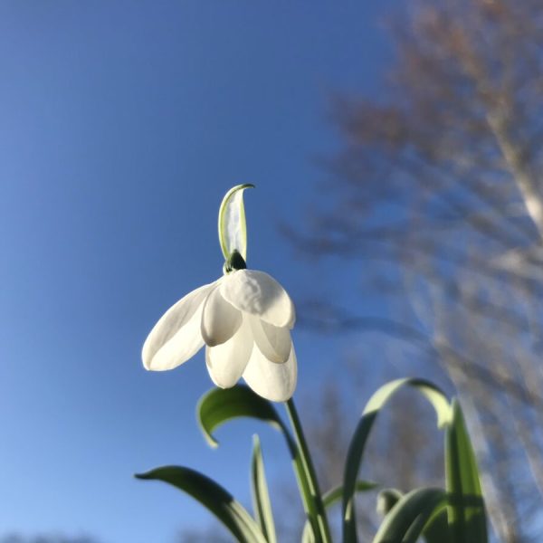 Galanthus elwesii 'White Perfection'