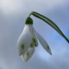 galanthus_woronowii_cider_with_rosie_morlas_plants