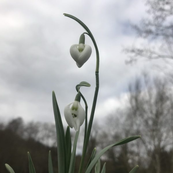 Galanthus elwesii 'Moses Basket'