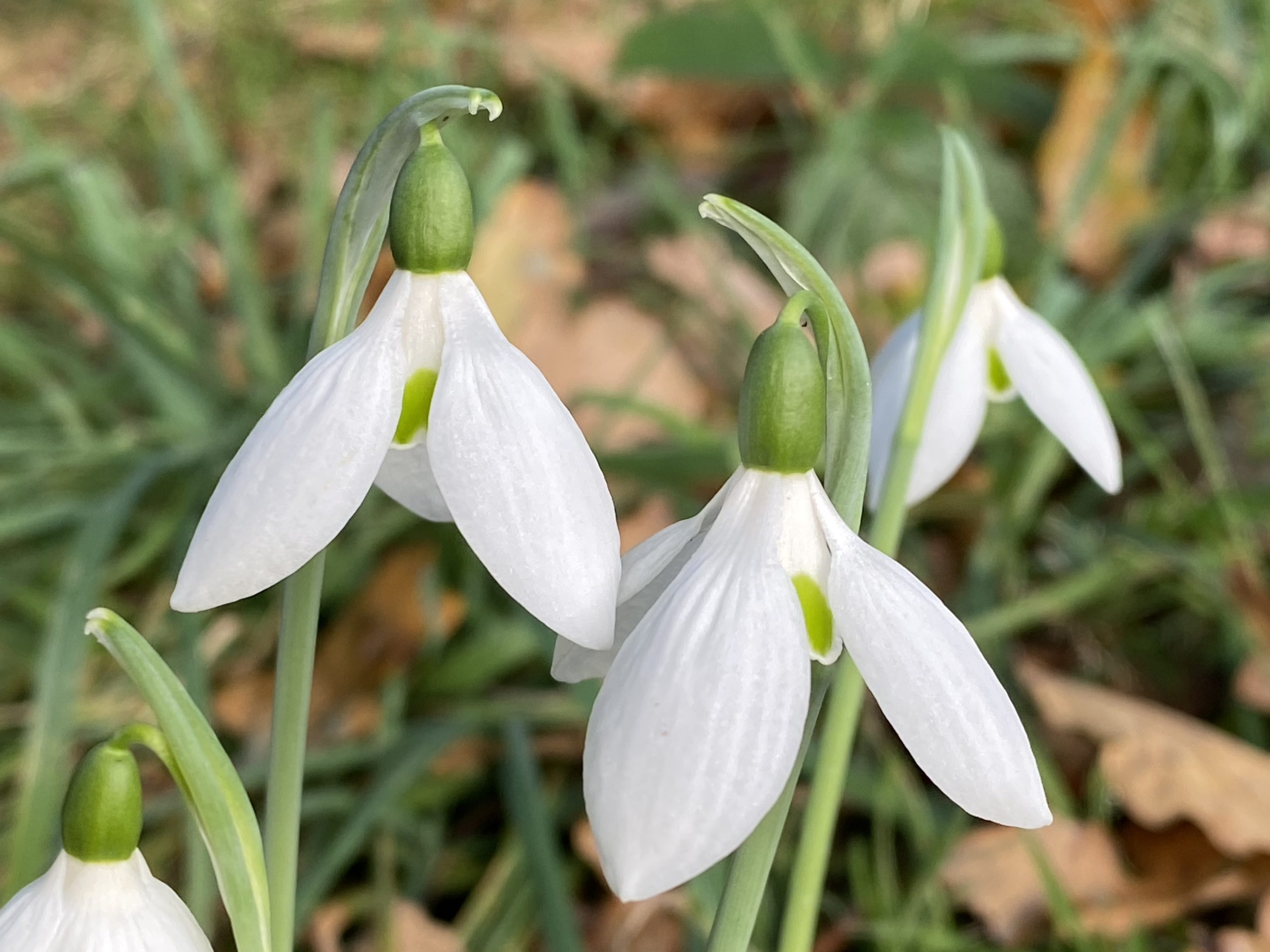 galanthus_elwesii_barnes4_morlas_plants