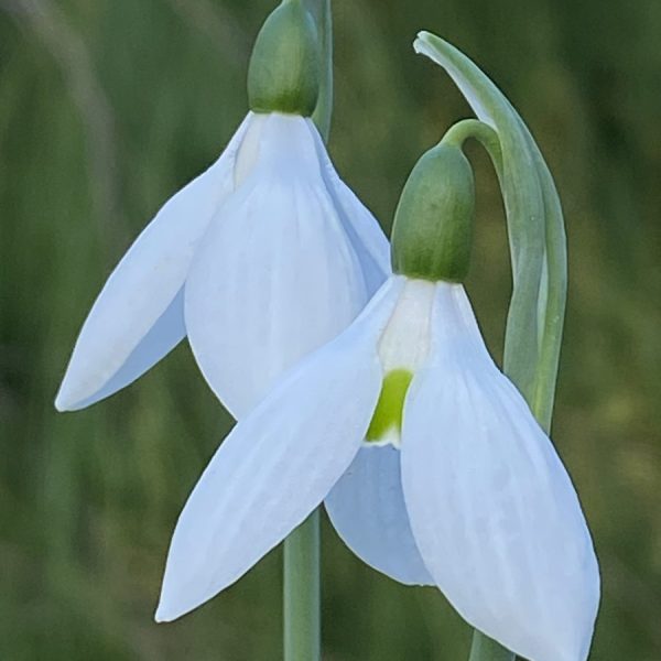 Galanthus elwesii Hiemalis Group 'Barnes' AGM