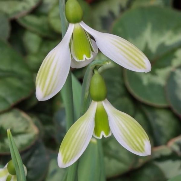 Galanthus plicatus 'Joe Sharman'