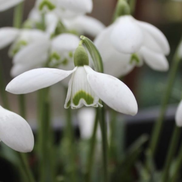 Galanthus 'Shropshire Queen'