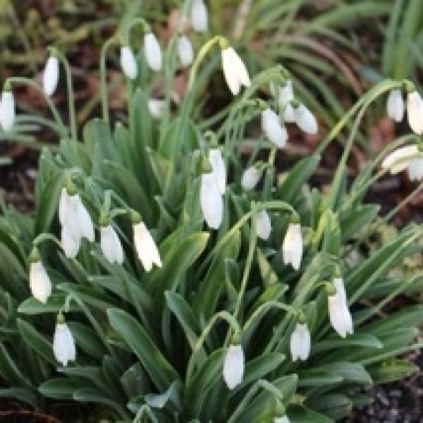 Galanthus plicatus 'Baxendale's Late'