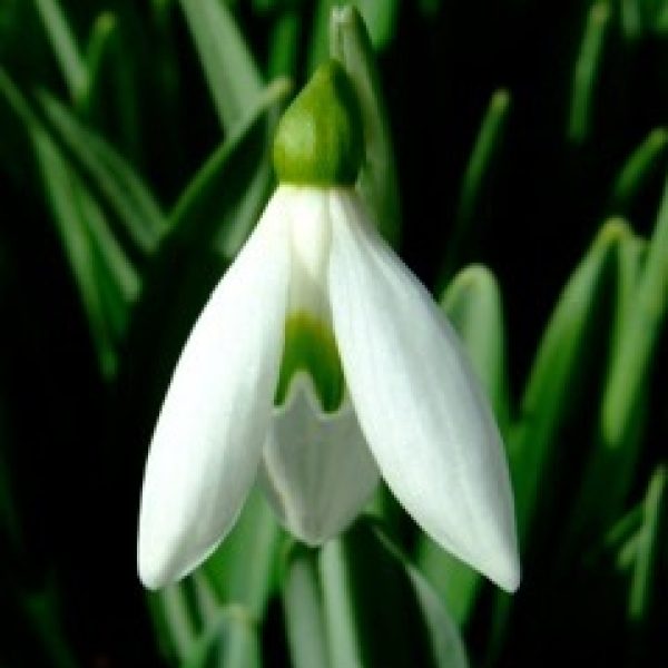 Galanthus plicatus 'Baxendale's Late'