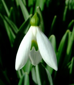 galanthus_plicatus_baxendales_late2_morlas_plants