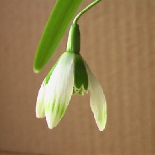 Galanthus 'Wayside'