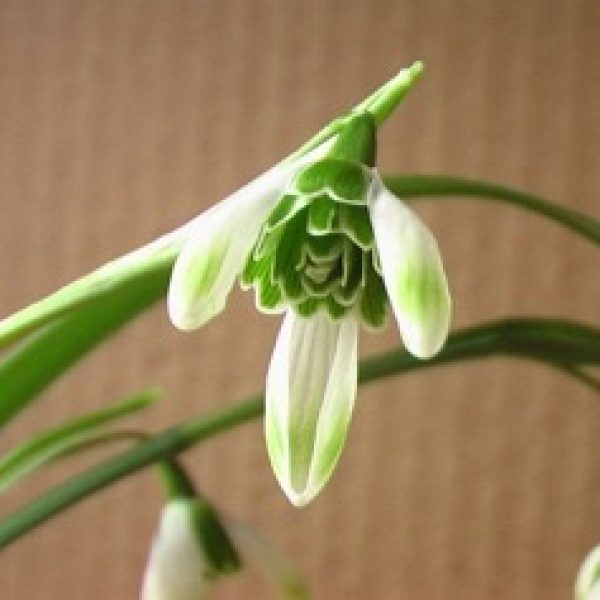 Galanthus 'Wayside'