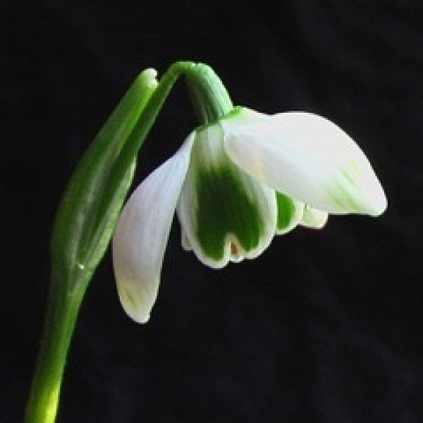 Galanthus 'Jacquenetta'