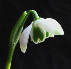 galanthus_jaquenetta2_morlas_plants