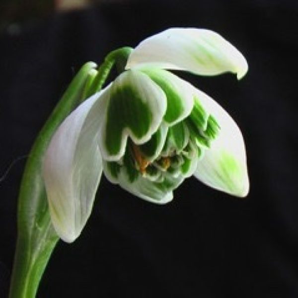 Galanthus 'Jacquenetta'