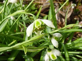 galanthus_jaquenetta3_morlas_plants