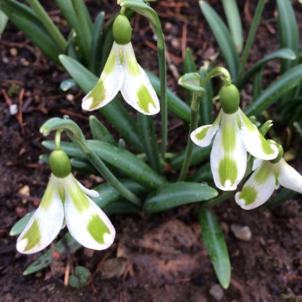 Galanthus 'Phil Cornish'