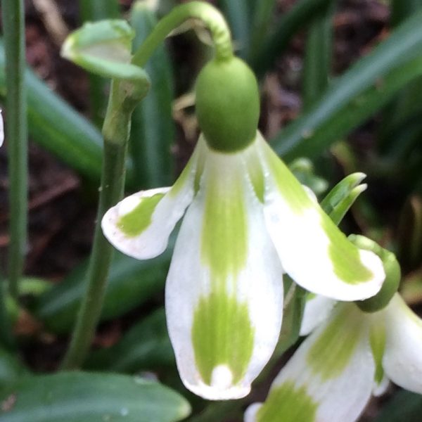 Galanthus 'Phil Cornish'