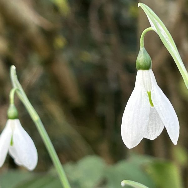 Galanthus elwesii var. monostictus Hiemalis Group ex Avon Bulbs