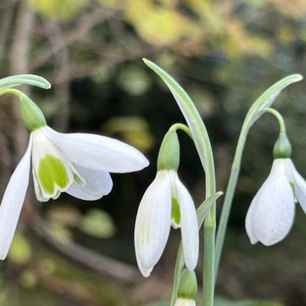 Galanthus elwesii var. monostictus Hiemalis Group ex Avon Bulbs