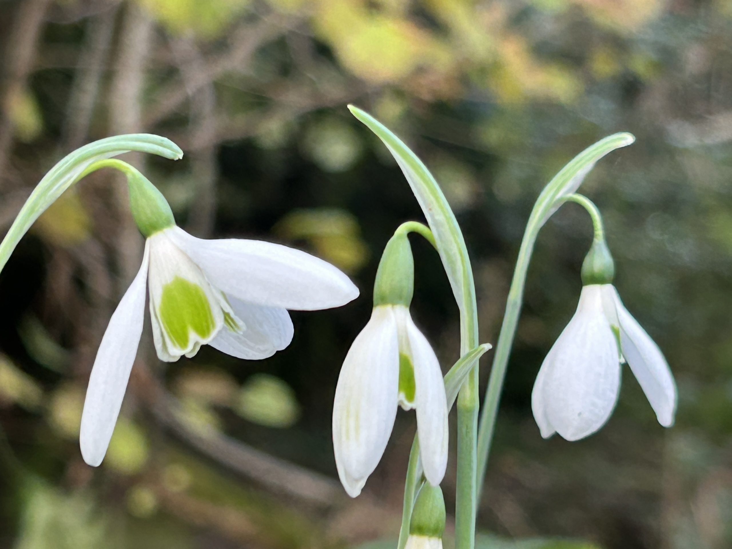 galanthus_elwesii_var_hiemalis_group_ex_avon_bulbs_morlas_plants